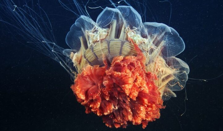 These are the most venomous jellyfish in the world