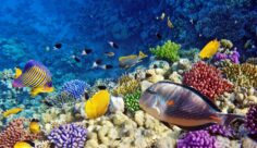 The best snorkeling spots in Marsa Alam