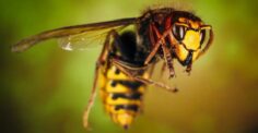 What to do with a wasp sting? The best home remedies and tips